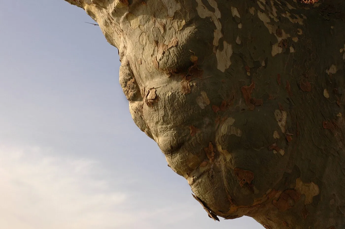 Profil anthropomorphe de platane se découpant sur un ciel bleu, nez busqué et front proéminent