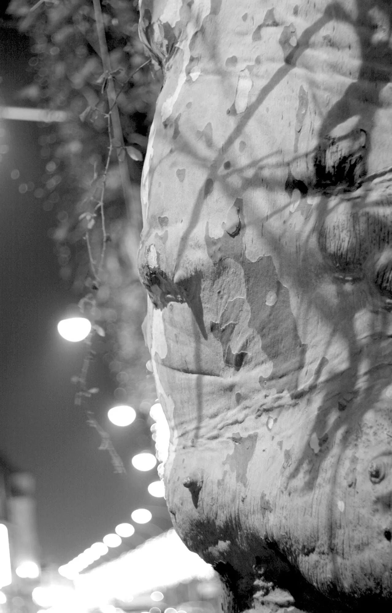 Branches de platane en noir et blanc, formes anthropomorphes et réverbères