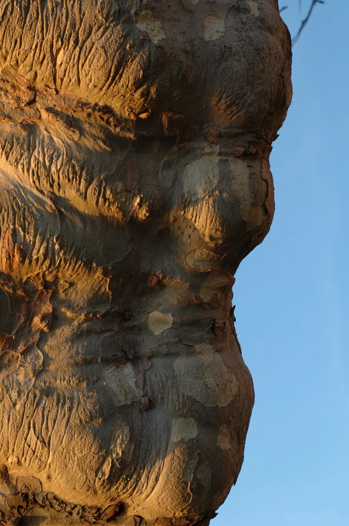Tronc massif de platane aux teintes dorées, protubérances évoquant un corps humain