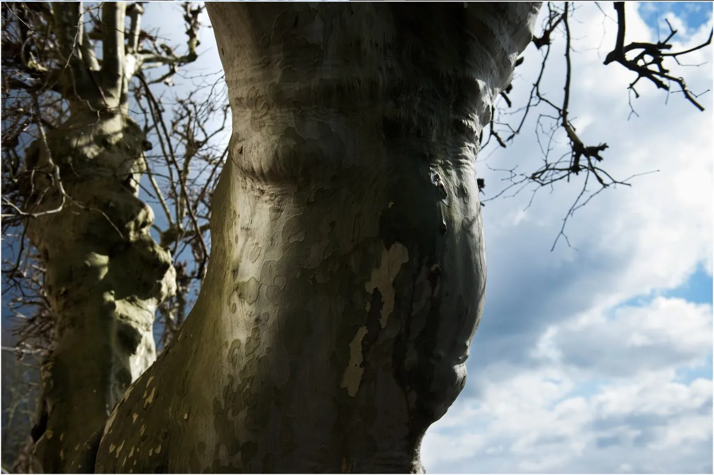Tronc de platane contre un ciel nuageux, écorce lisse et branches dénudées