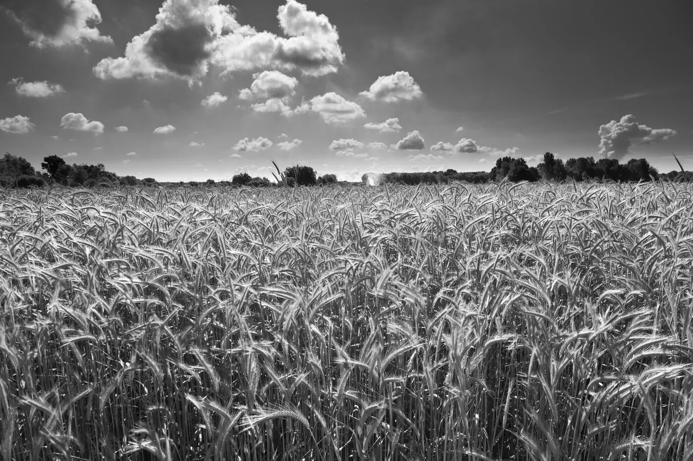 Maraîcher de dos récoltant des légumes dans un champ à perte de vue