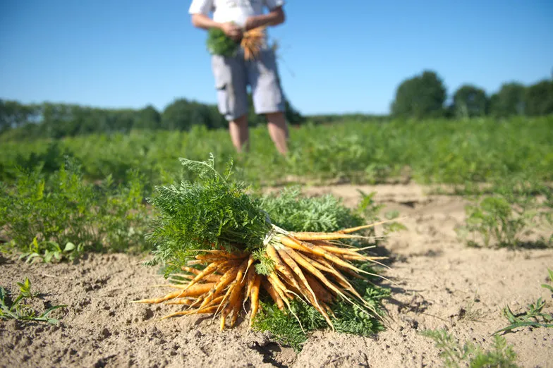 Bottes de carottes fraîchement récoltées posées sur la terre, maraîcher en arrière-plan