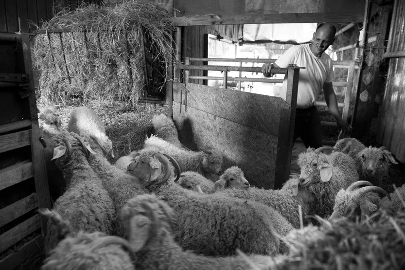 Troupeau de moutons dans la bergerie, lumière et paille au sol