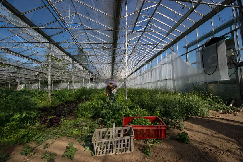 Carcasse animale suspendue à des crochets, abattage fermier traditionnel