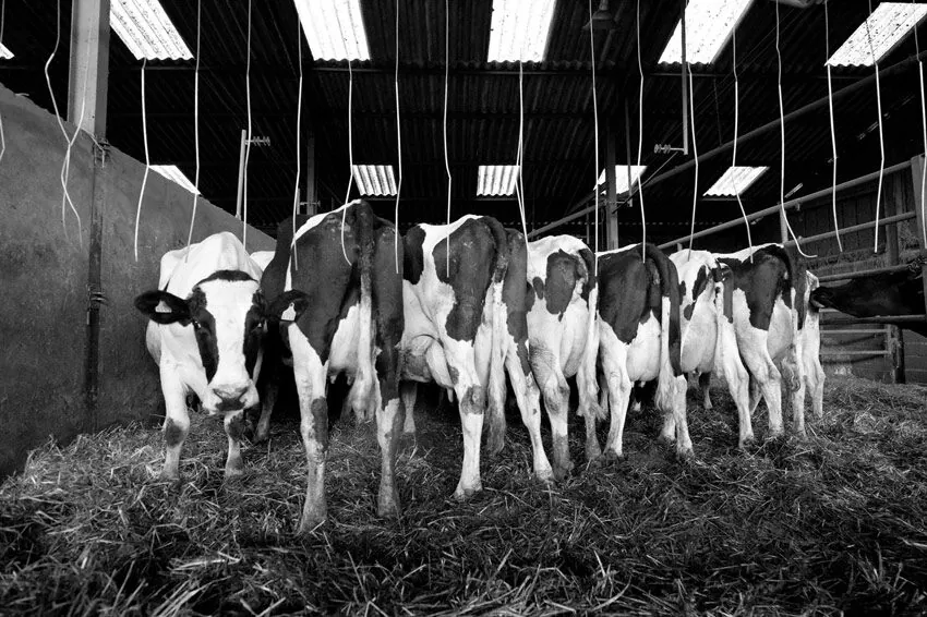 Moutons à contre-jour dans la bergerie, silhouette de l'éleveur dans l'encadrement de la porte