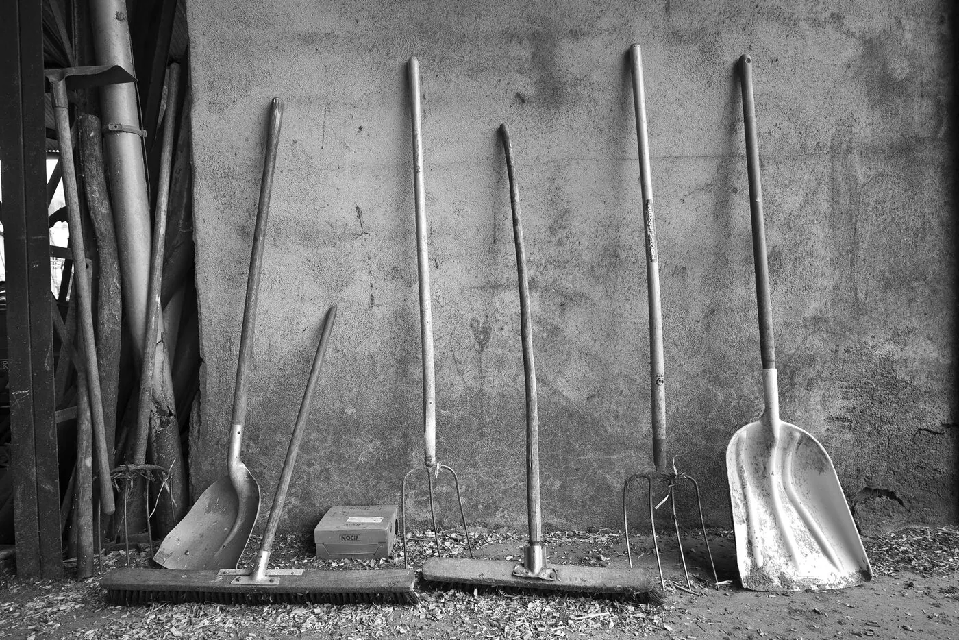 Porcelets nouveau-nés tétant la truie, gros plan en contre-plongée