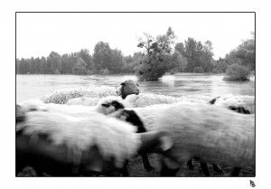 Bergers des bords de loire