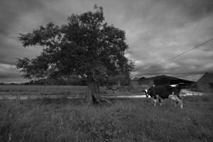 vache dans un champ devant un arbre
